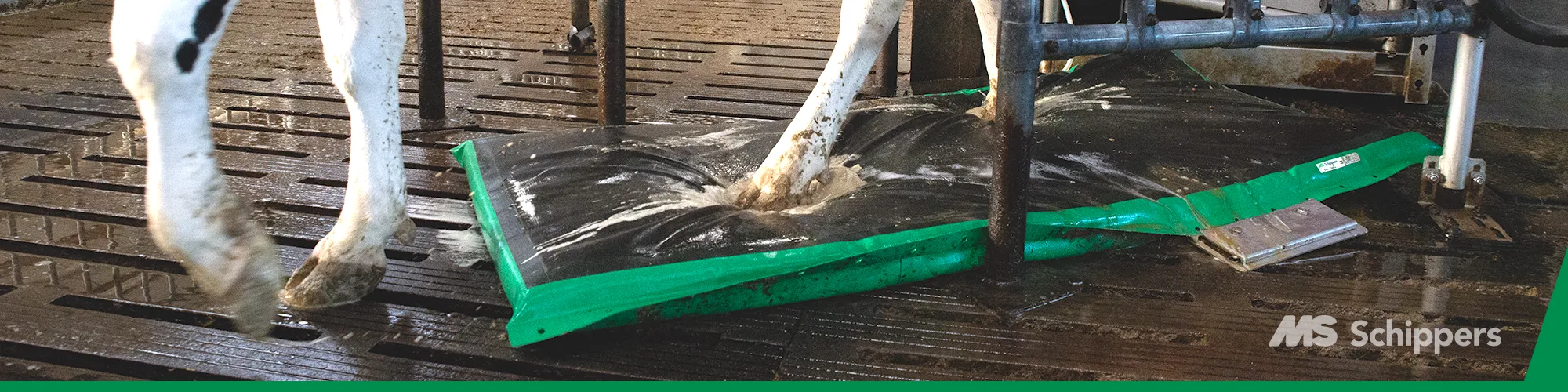 MS AutoHoofClean klauwmat koeien